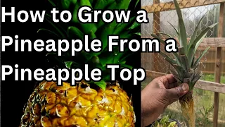 How To Grow A Pineapple From A Grocery Store Pineapple Top - Every Time!