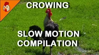 Funny Slow Motion Rooster Crowing Compilation