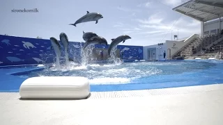 仙台うみの杜水族館 アシカ イルカショー 4K Japan Sendai Umi no Mori Aquarium | dolphin and sea lion Show イルカのパフォーマンス