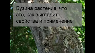 Бузина растение: что это, как выглядит, свойства и применение