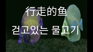 行走的鱼 徐佳莹  걷고있는 물고기   중국노래번역  가사 단어