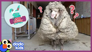 All Better — Watch This Sheep Get 80 POUNDS Of Wool Shaved Off! | All Better | Dodo Kids