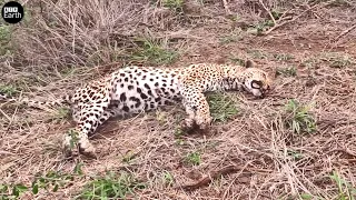 injured Leopard and Death after Attacked - Animal Videos | ATP Earth