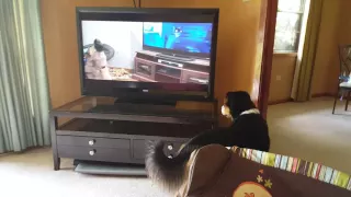 Dog reacts to German shepherd howling with wolves from Zootopia