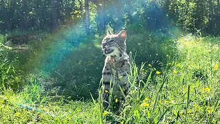 BOBCAT RUFUS EXPLORING NEW SPACES / Across fields with a lynx