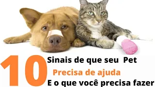 😸10 Sinais de que seu Pet Precisa de Ajuda e o que você precisa fazer.