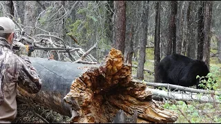 Bear killed with Blowgun
