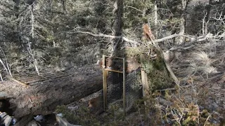 How We Set & Check Our Bobcat Traps | Colorado Trapping