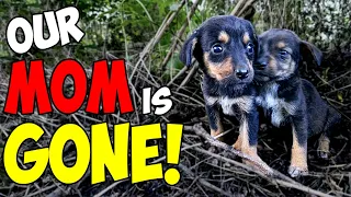 Abandoned Puppies Lost Their Mom and Were Struggling To Survive Until This Happened