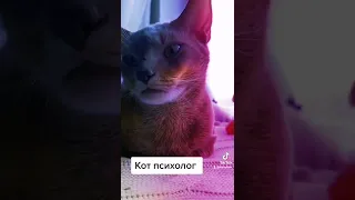 Кот - психолог #shorts #смешнойкот