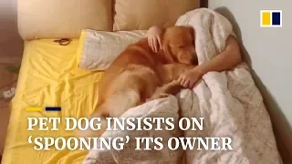 Pet golden retriever insists on 'spooning' its owner