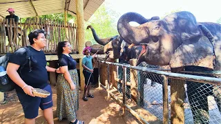 Incredible Experience At Pinnawala Elephant Orphanage, Sri Lanka🐘🇱🇰