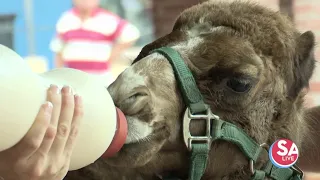 How you can name this baby camel!