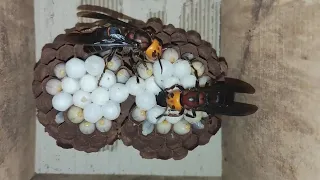 ASIAN GIANT HORNET QUEEN,VESPA MANDARINIA,MURDER HORNET NEST REMOVAL,BIG WASP INFESTATION