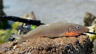 TOPWATER WHITING - How to catch big YELLOW FIN and SAND WHITING on SURFACE LURES