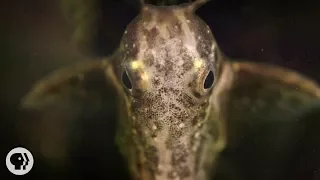 Upside-Down Catfish Doesn't Care What You Think | Deep Look