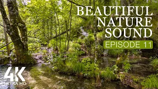 8 HOURS Morning Forest Bird Songs + Water Sounds for Relaxation - 4K Relaxing Nature Soundscapes #11