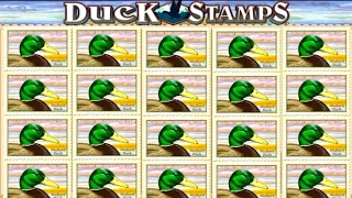★★JACKPOT HANDPAY★★$500 BETS★★DUCK STAMPS HIGH LIMIT SLOT MACHINE BUENO DINERO MUSEUM SLOTS IGT