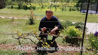 Нормировка винограда побегами !!!