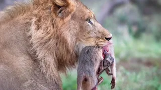 Baboons Dying In a Lion Jaw