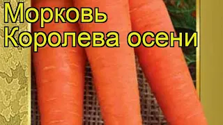 Морковь Королева осени. Краткий обзор, описание характеристик, где купить семена Koroleva oseni