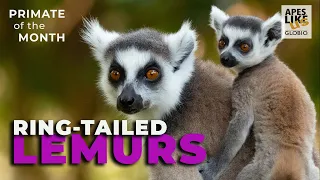 Ring-tailed LEMUR: PRIMATE of the MONTH