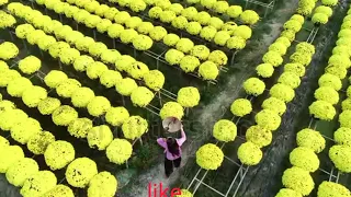 THE MOST BEAUTIFUL UNIQUE FLOWER IN THE WORLD (AMAZING FLOWERS)