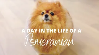 Day In The Life Of A Pomeranian