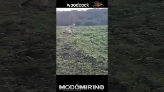 #woodcockhunting  #shotkam 🍳🍳🍳