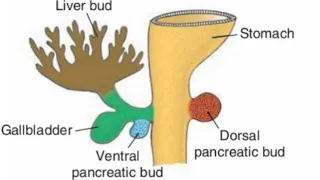 Embryological development of the liver, gallbladder amd pancreas