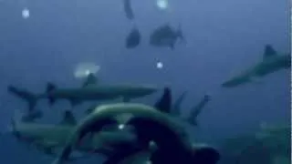 Mating Whitetip Reef Sharks and closeup of the female afterwards - Cocos Island