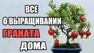 Выращивание Граната из косточки. Все о выращивании, уходе за комнатным гранатом дома