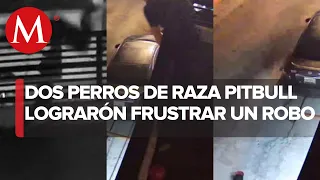 Perros frustran robo en casa de Coahuila; presunto ladrón salta del segundo piso