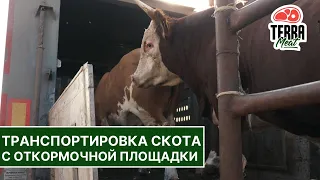 Транспортировка скота с откормочной площадки #8 І Цикл видео о производстве мраморной говядины
