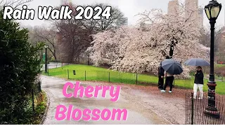 NYC LIVE RAIN Walk: Central Park Cherry Blossom & Exploring Manhattan (04/02/2024)