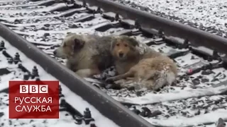 Украинские "собаки на рельсах" вернулись домой