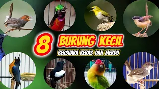 8 Jenis Burung Kecil Bersuara Keras dan Merdu Banyak Dicari