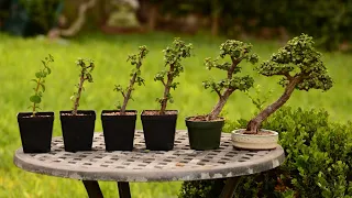 From Cutting to Bonsai Tree - 6 Year Evolution of a Portulacaria afra - Little Jade Bonsai