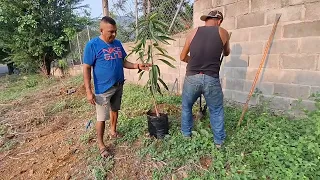 El Coquero Sembrando Árboles 🌲 de Mango,Marañon🥭 en Ciudad Doloes