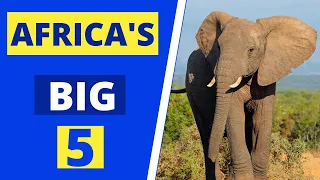 Africa's big 5 | What are the Big 5 Animals of Africa?