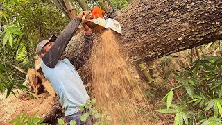 The best Stihl cutting machine!! Stihl ms 881... Felling leaning tree.