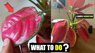 Aglaonema leaves drooping