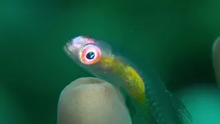 Lembeh Day 12