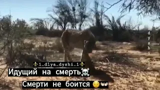 ОН НЕ БОИТСЯ СМЕРТИ ЭТО ШОК!