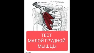 Какие упражнения помогут улучшить здоровье тела и привести в тонус малую грудную мышцу?