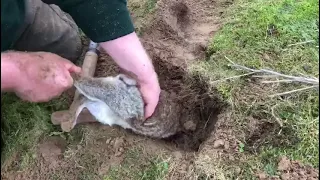 Humane rabbit dispatch while ferreting