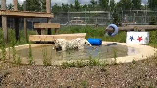 White tiger Callie enjoys July 4th fun at The Wildcat Sanctuary!