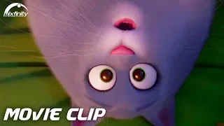 The Secret Life Of Pets 2 Movie Clip "Asking Chloe" (2019) HD | Mixfinity International