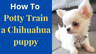 How to easily potty train Chihuahua puppy? Effective potty training tips