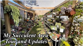 Succulent Garden Tour and Updates